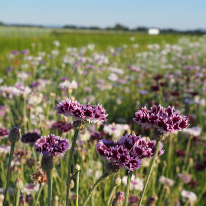 Bachelor Buttons ⁃ Organic Seed - Classic Magic