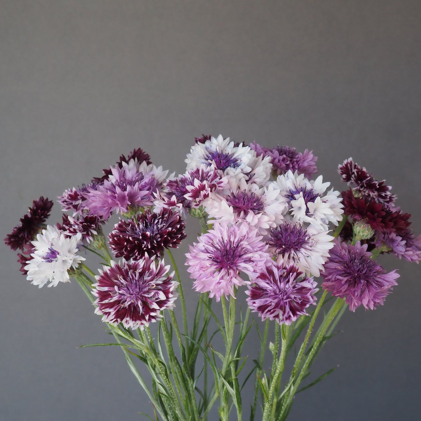 Bachelor Buttons ⁃ Organic Seed - Classic Magic