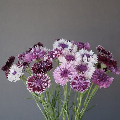 Bachelor Buttons ⁃ Organic Seed - Classic Magic