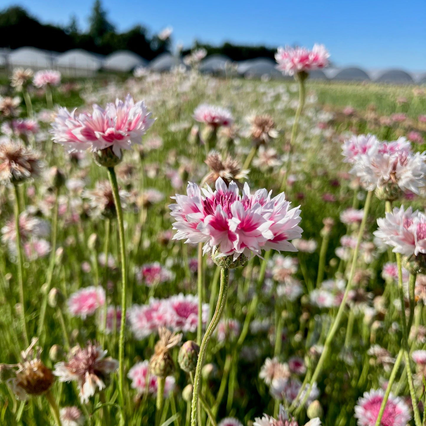 Easy Garden Flowers Gift Box