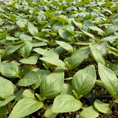 Basil ⁃ Organic Seed - Mrs. Burns' Lemon