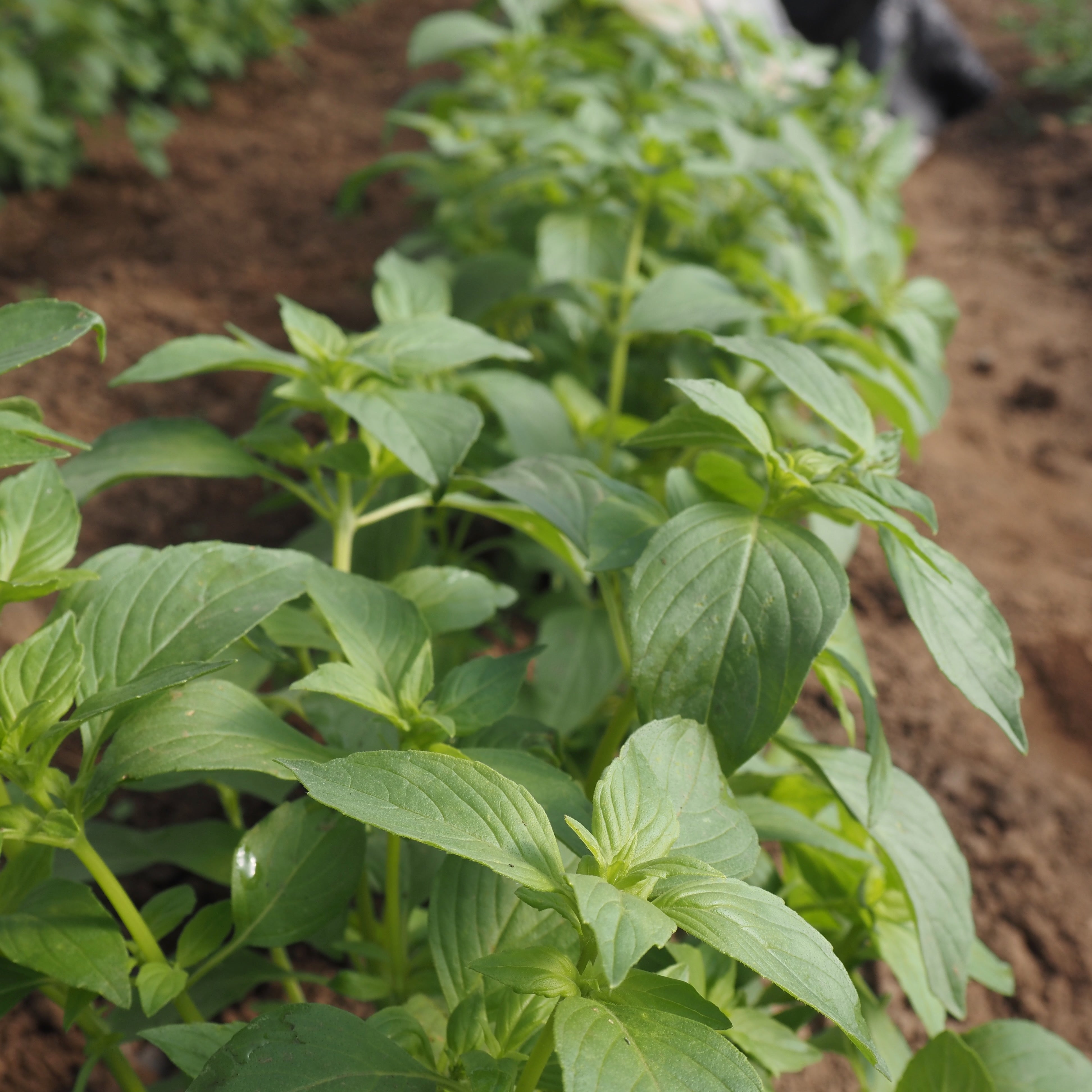 Mr. Basil Basil ⁃ Organic Seed - Mrs. Burns' Lemon – Summertime Seed Co.
