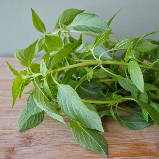 Basil - Mrs. Burns' Lemon