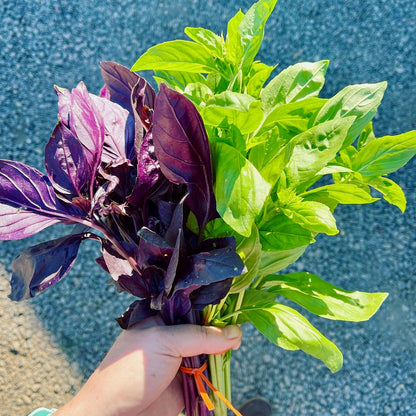 Basil - Purple Dark Opal