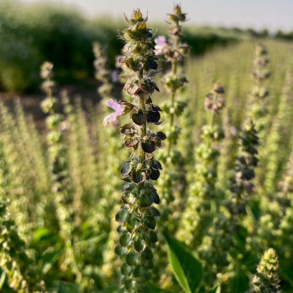 Basil ⁃ Organic Seed - Sacred – Summertime Seed Co.