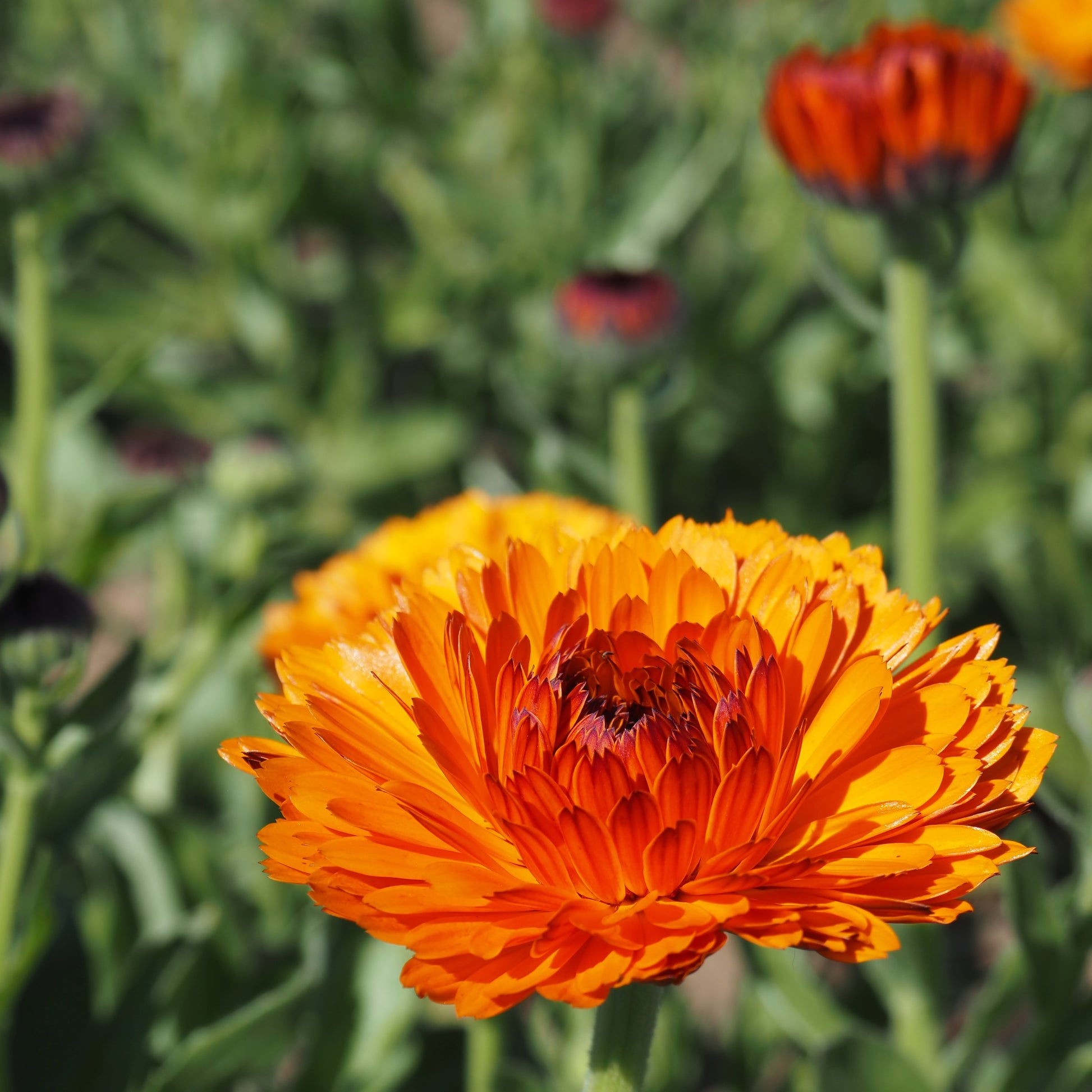 calendula from seed to flower Calendula ⁃ Organic Seed - Orange Button