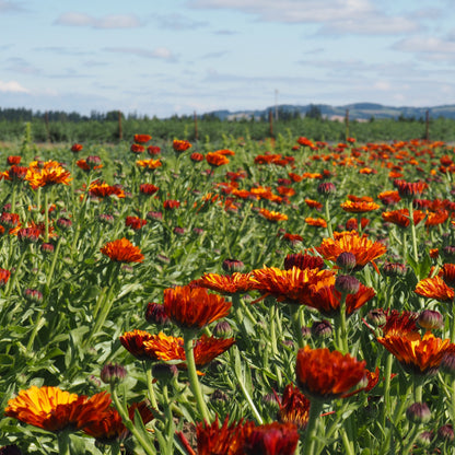 Calendula - Orange Button