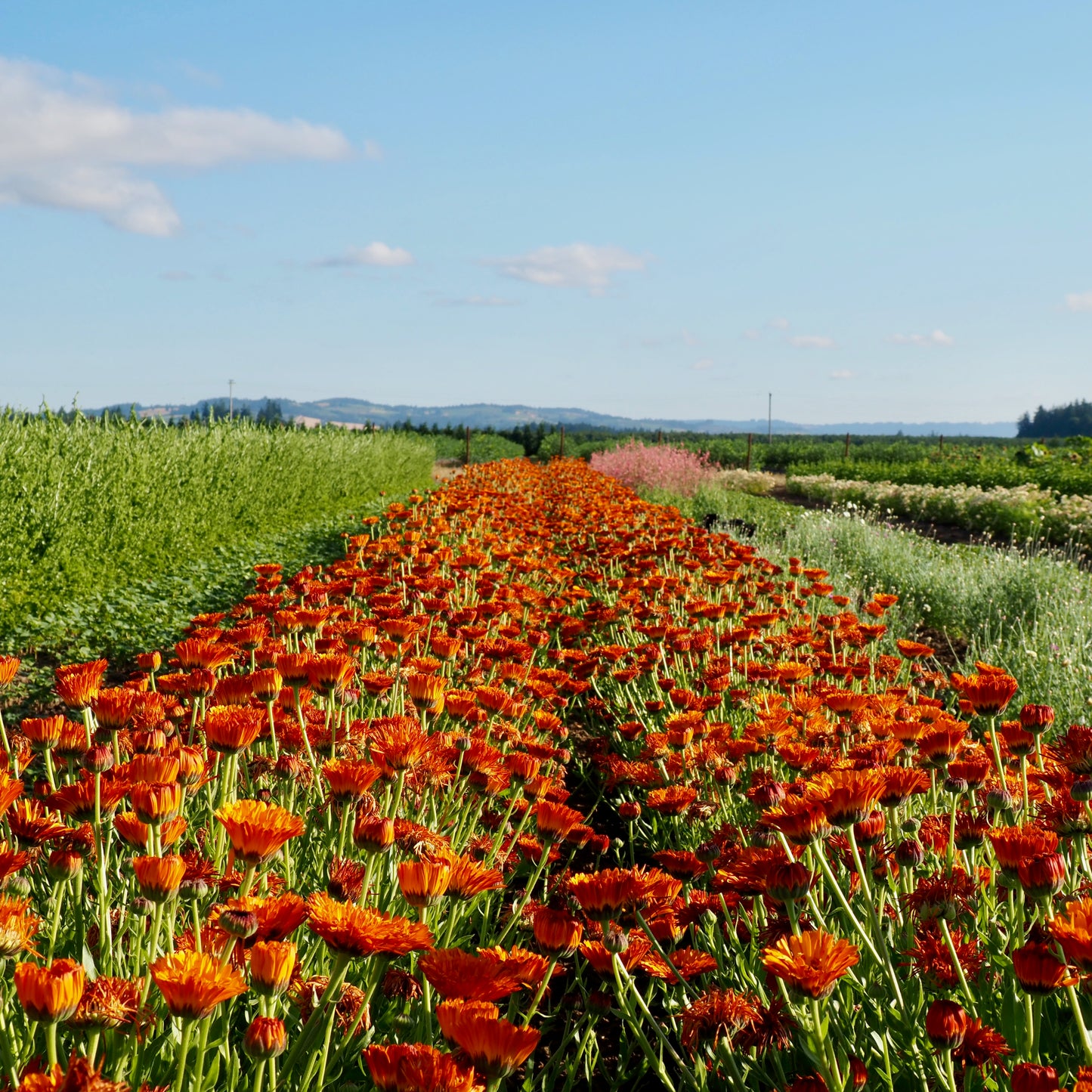 Calendula - Orange Button