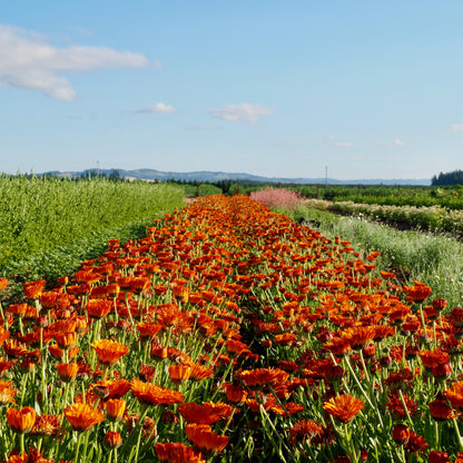 Calendula - Orange Button