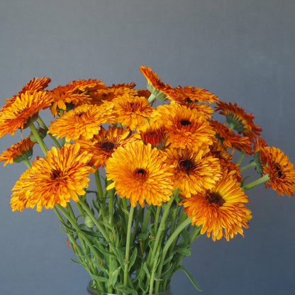 Calendula - Orange Button