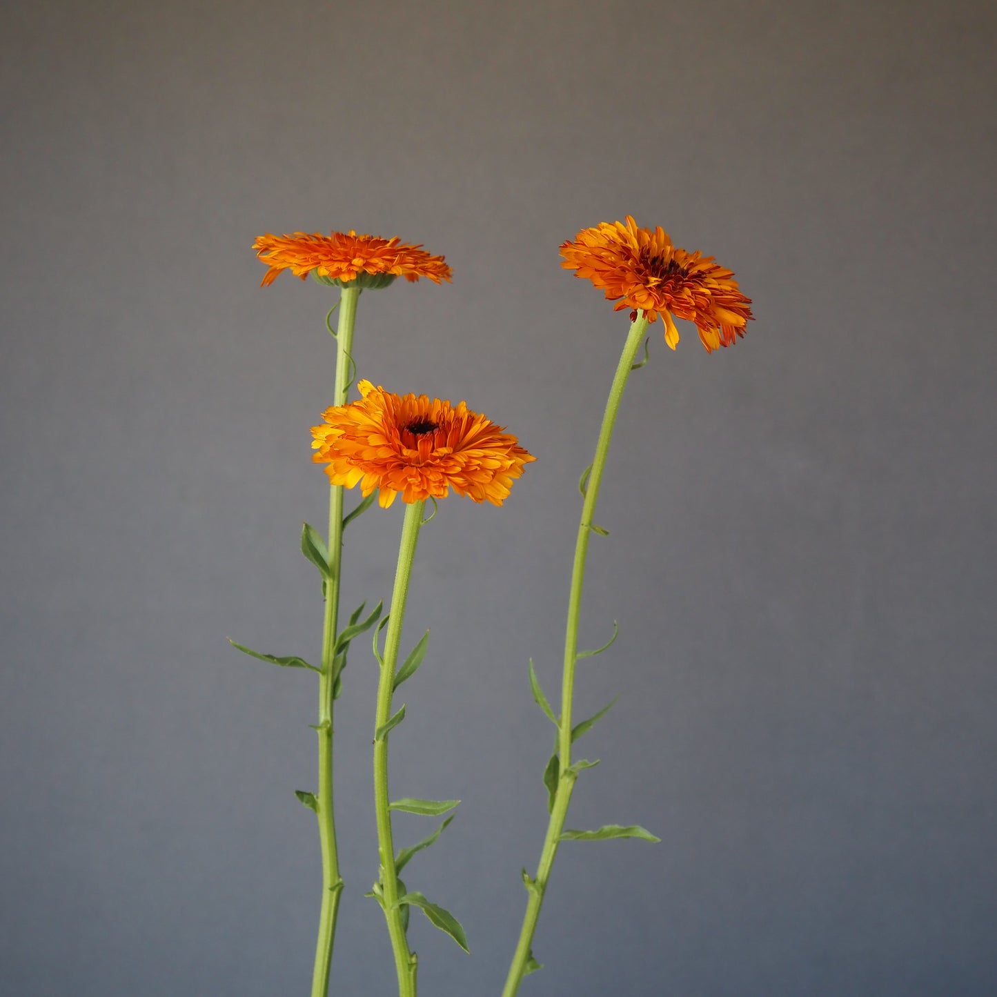 Calendula - Orange Button