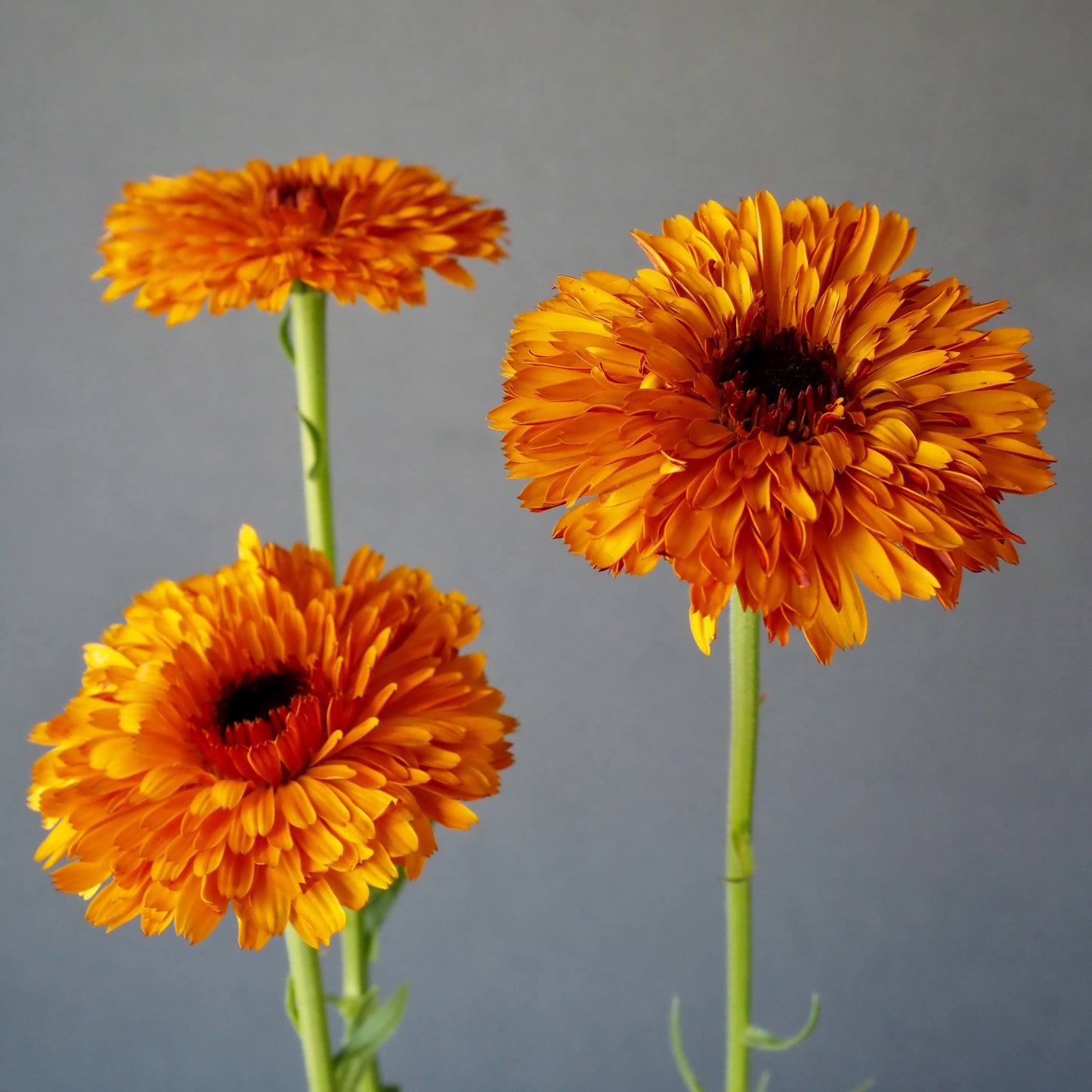 Calendula - Orange Button