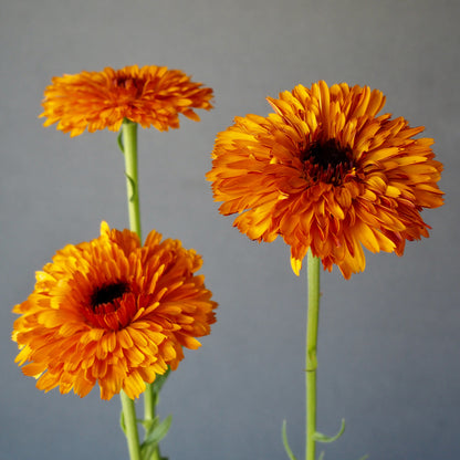 Calendula - Orange Button
