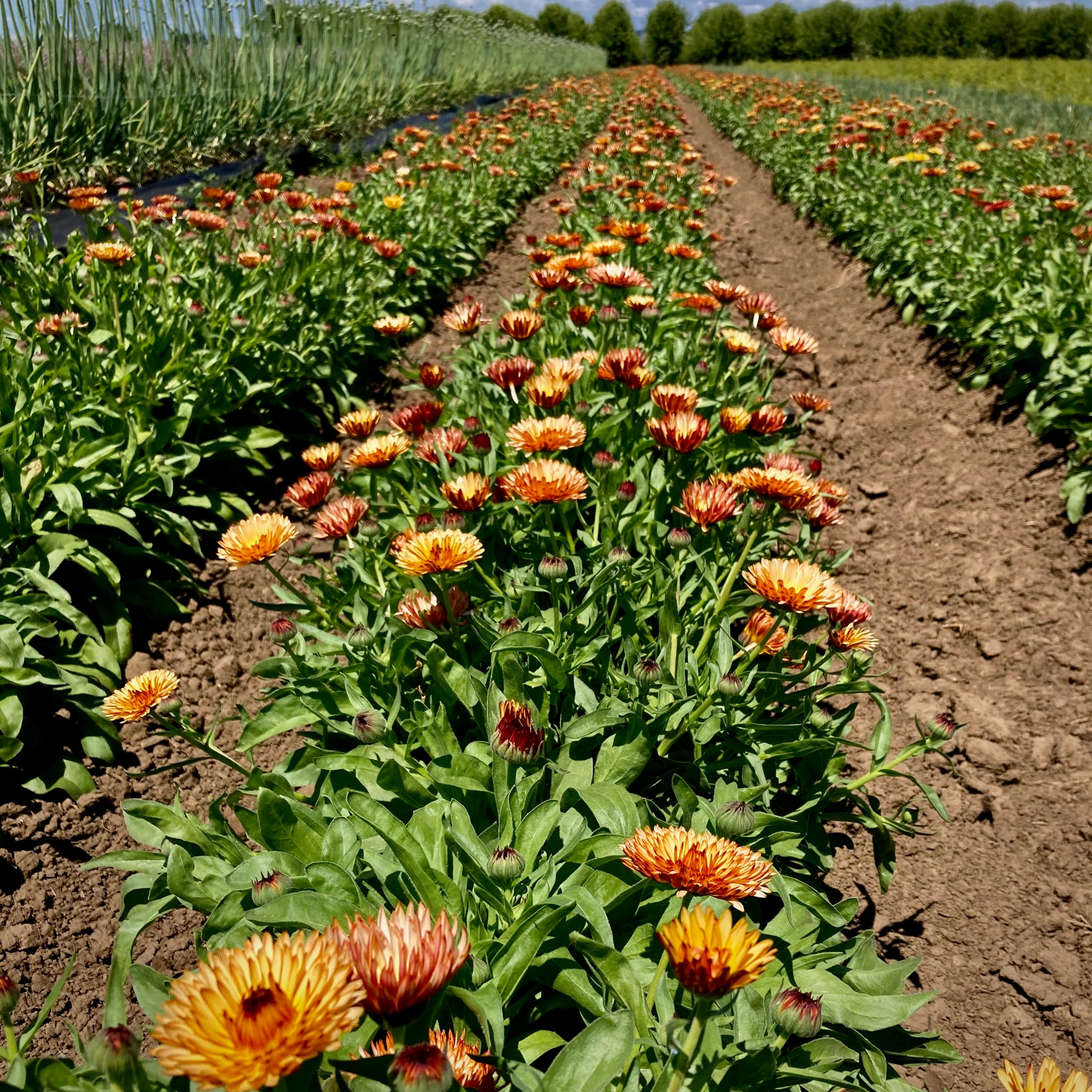 calendula planting seeds Calendula ⁃ Organic Seed