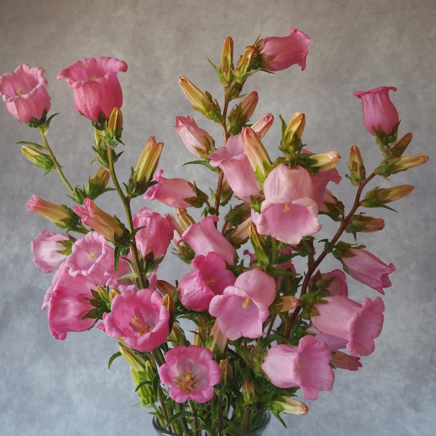 Campanula - Rose Pink