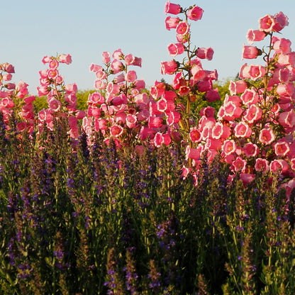 Campanula - Rose Pink