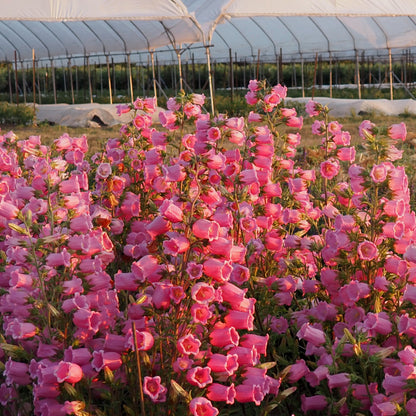 Campanula - Rose Pink
