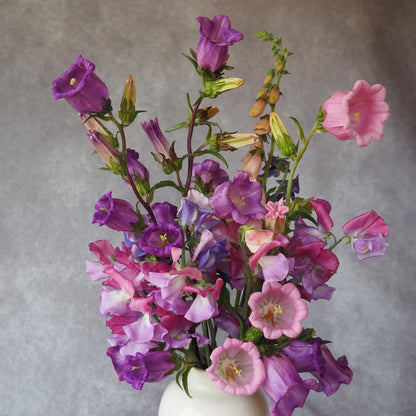 Campanula - Rose Pink