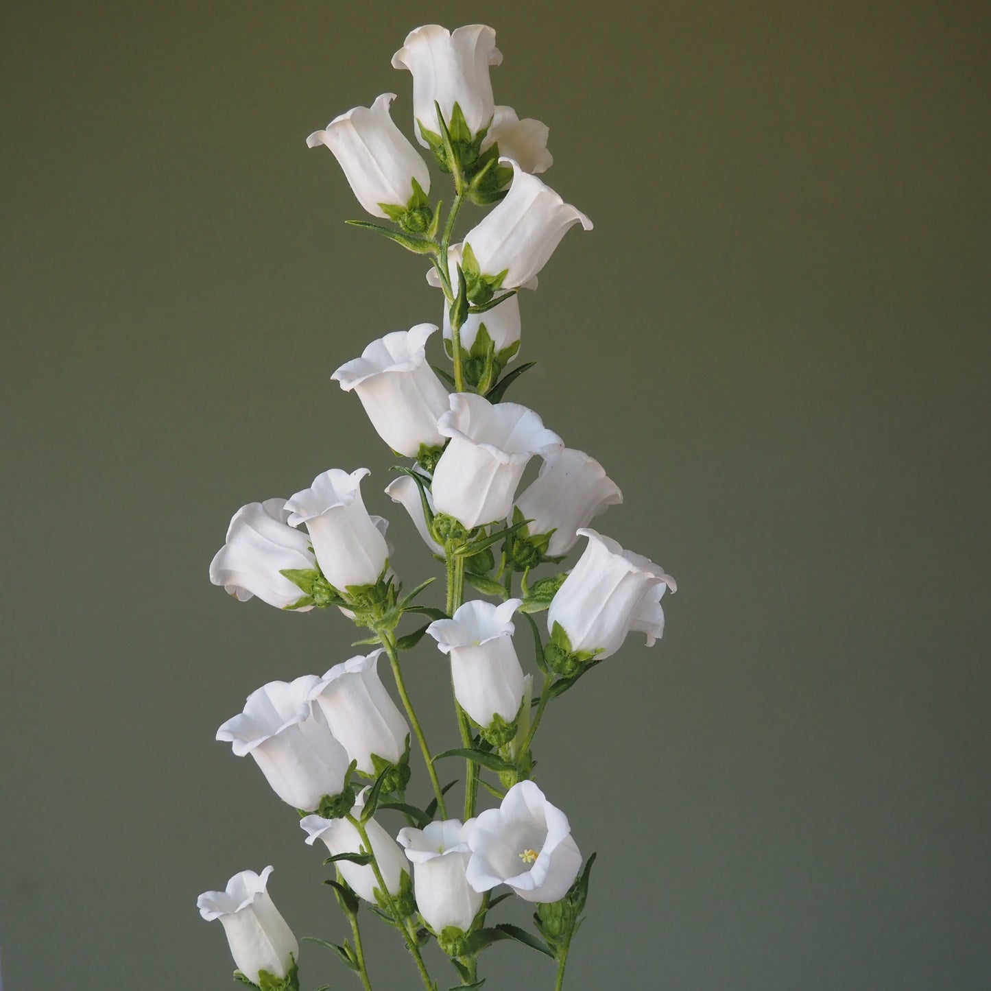 Campanula - White