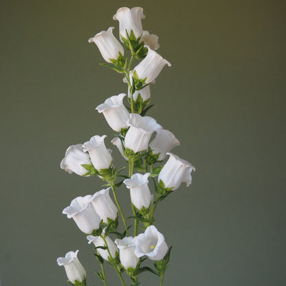 Campanula - White