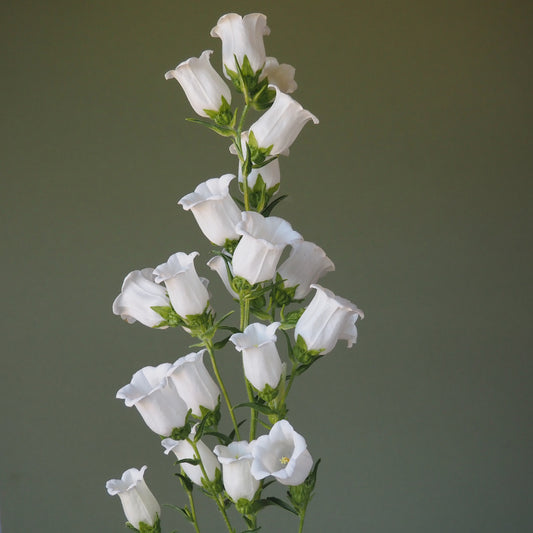 Campanula - White