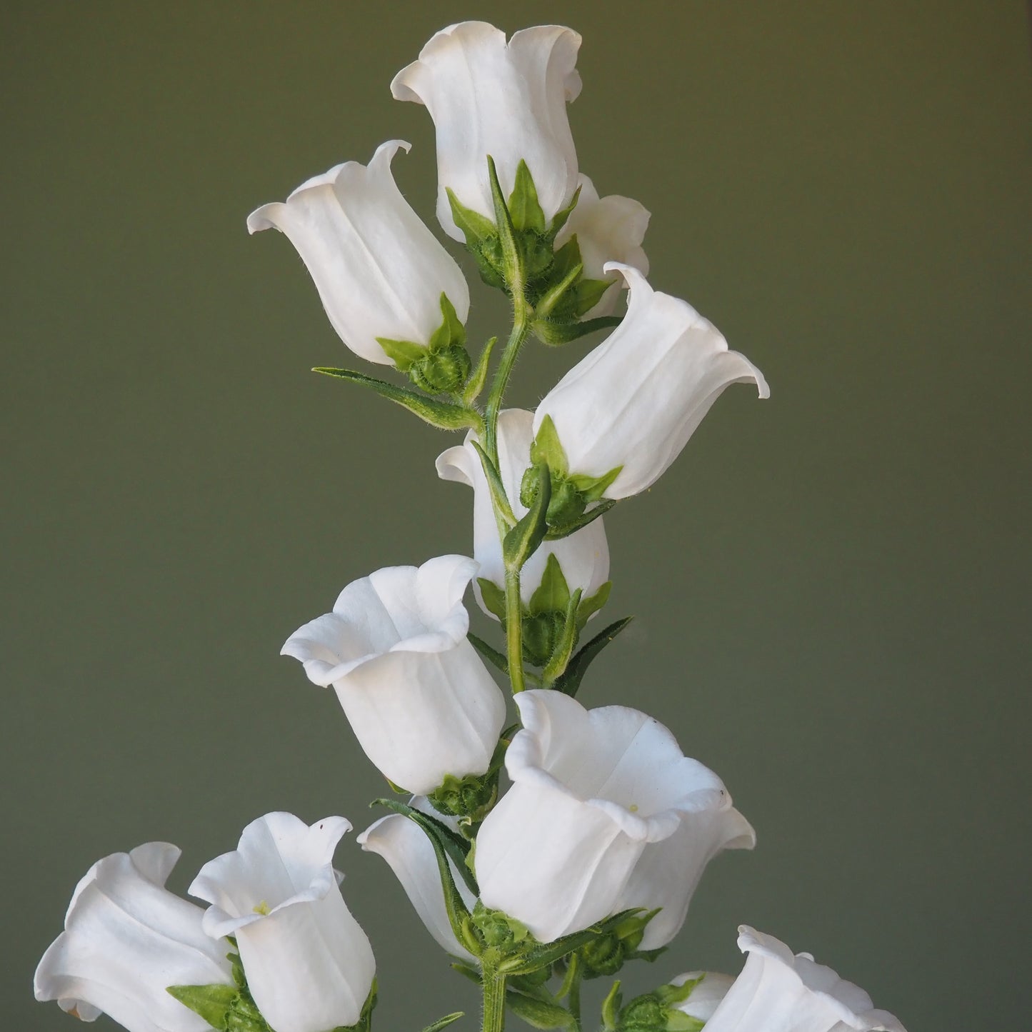 Campanula - White