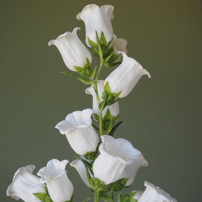 Campanula - White