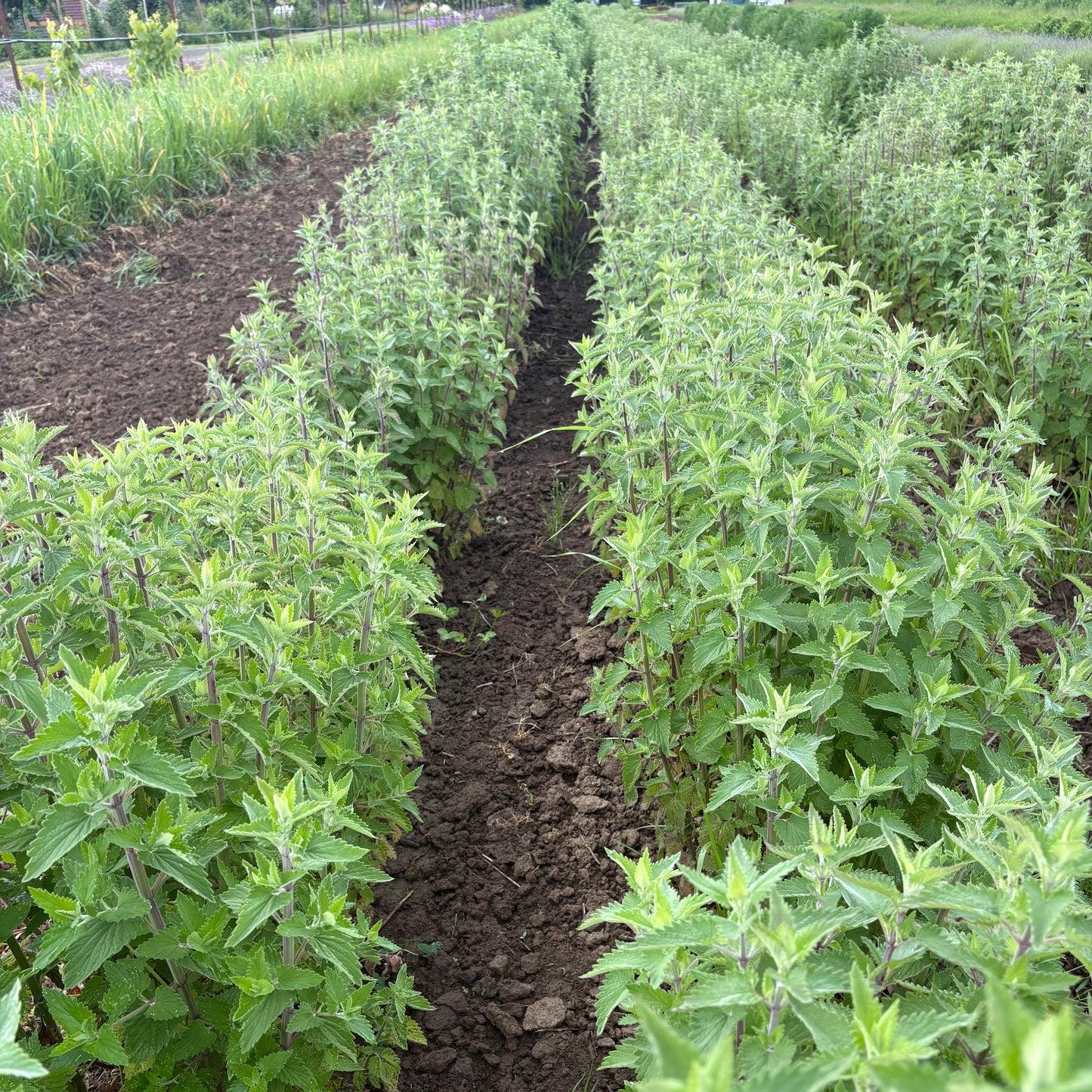 Catnip ⁃ Organic Seed - Catnip