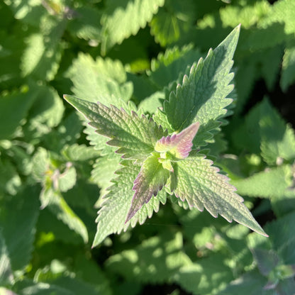 Catnip ⁃ Organic Seed - Catnip