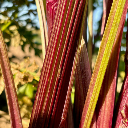 Celery ⁃ Organic Seed - Pink Plume