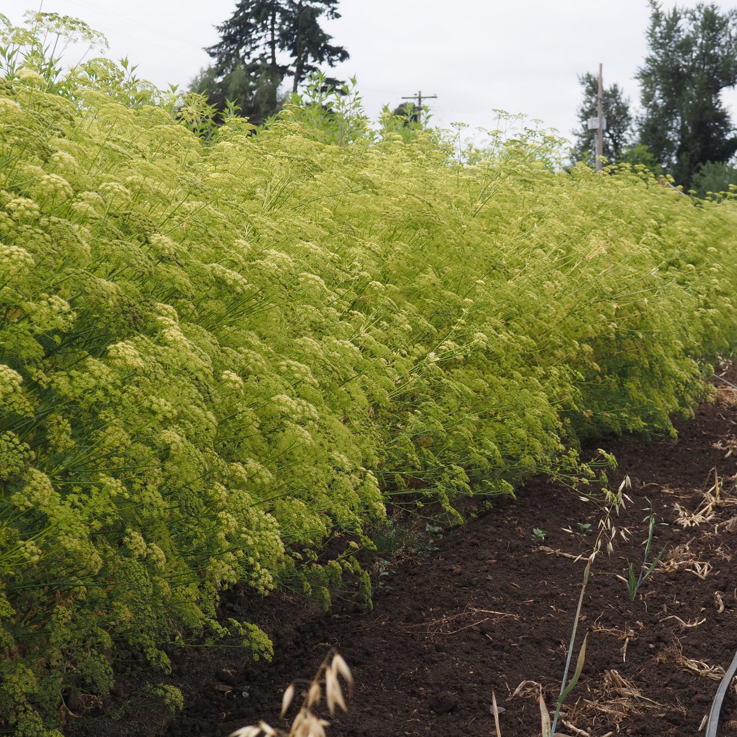 Celery ⁃ Organic Seed - Pink Plume