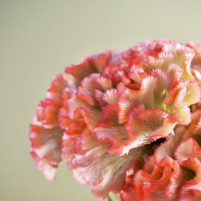 Celosia ⁃ Organic Seed  - Crystal Beauty