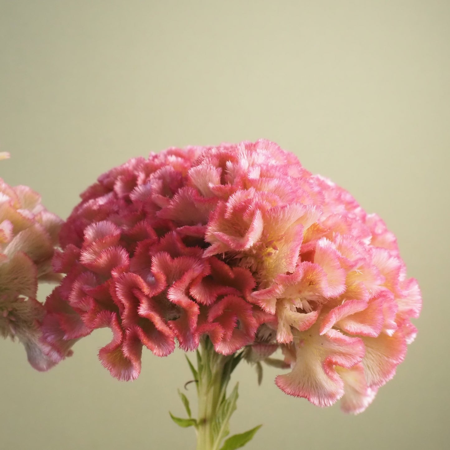 Celosia ⁃ Organic Seed  - Crystal Beauty