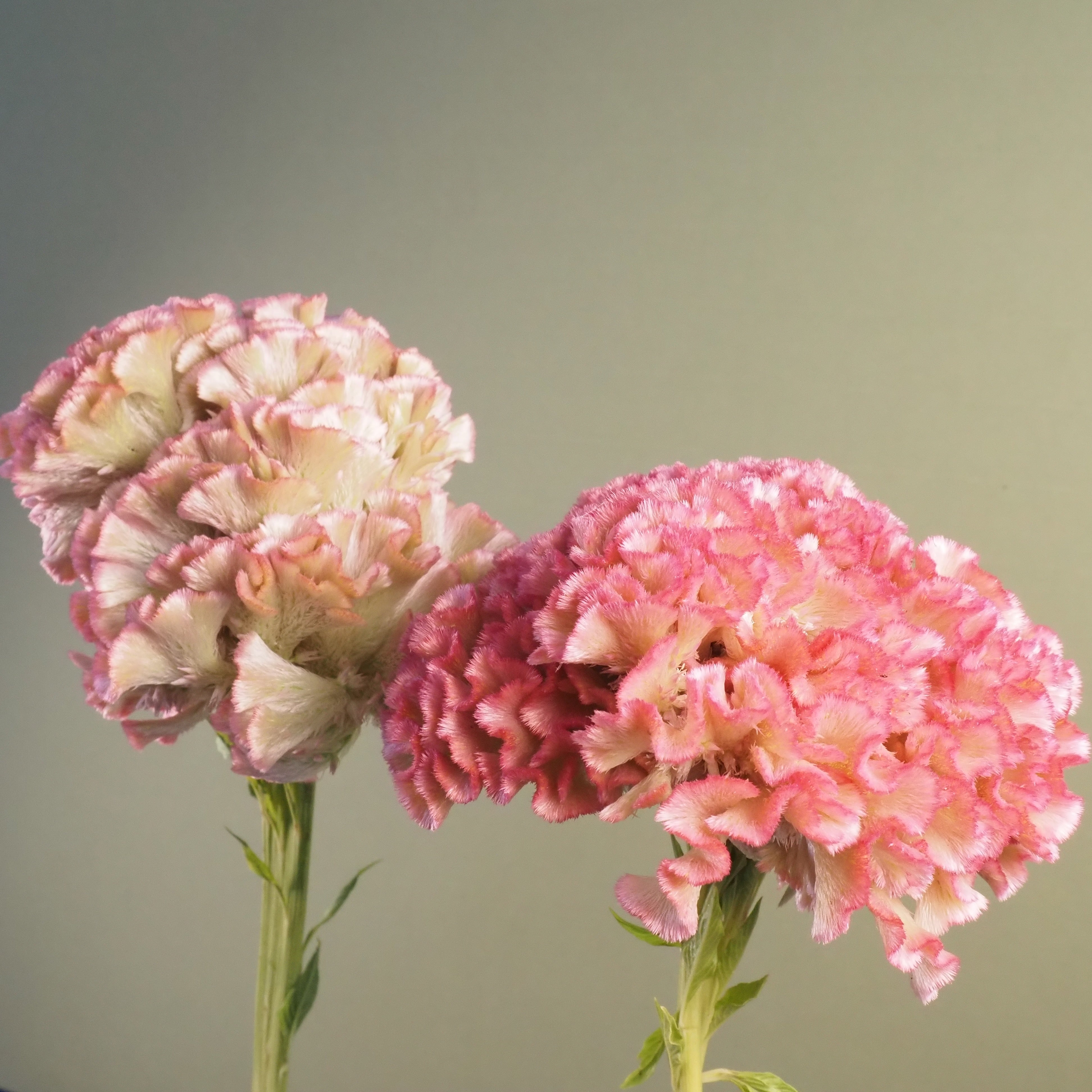 Summertime Seed Celosia Crystal Beauty