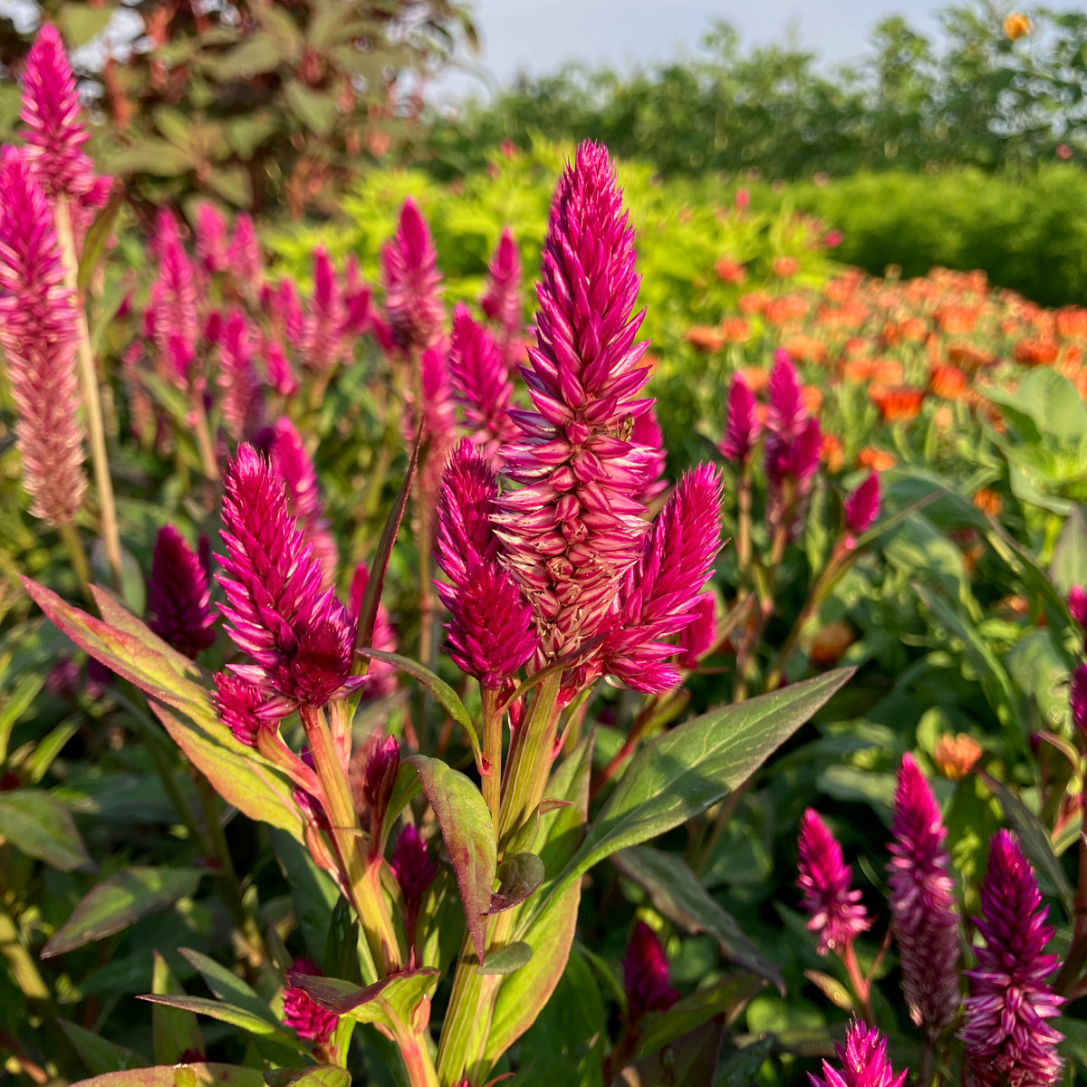Celosia ⁃ Organic Seed - Ruby Parfait – Summertime Seed Co.