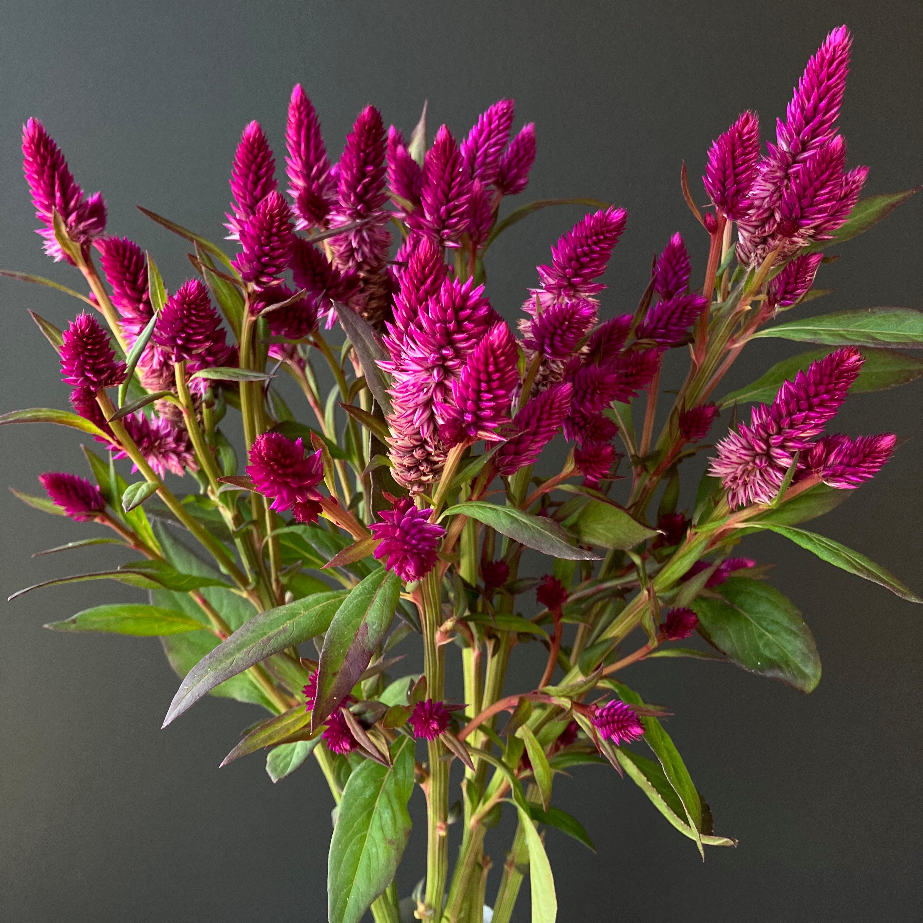 Summertime Ruby Celosia ⁃ Organic Seed - Ruby Parfait – Summertime Seed Co.