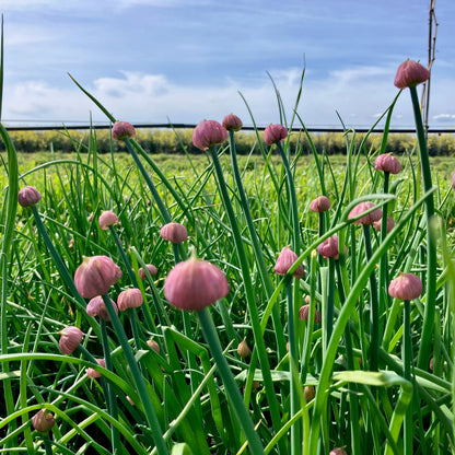 plant chives from seed Chives ⁃ Organic Seed