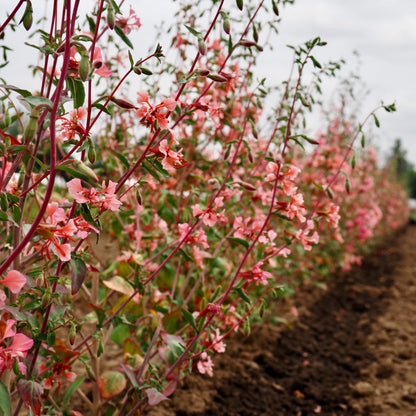 Clarkia ⁃ Organic Seed - Elegant Salmon