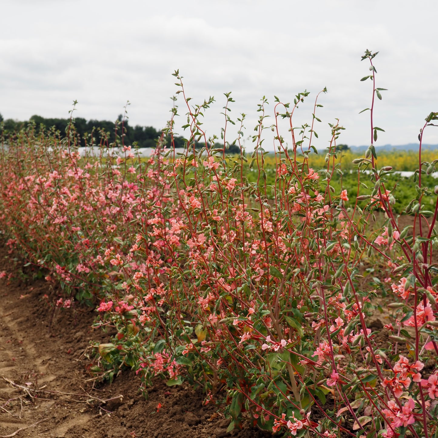 Clarkia ⁃ Organic Seed - Elegant Salmon