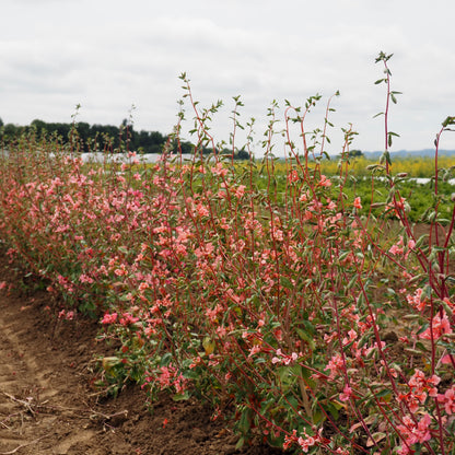 Clarkia ⁃ Organic Seed - Elegant Salmon