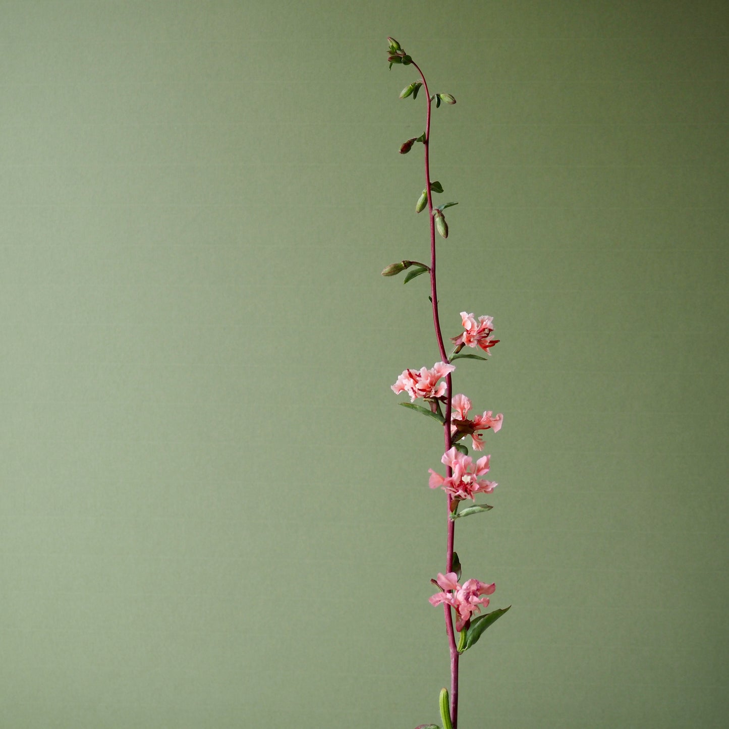 Clarkia ⁃ Organic Seed - Elegant Salmon
