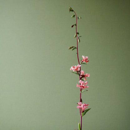 Clarkia ⁃ Organic Seed - Elegant Salmon