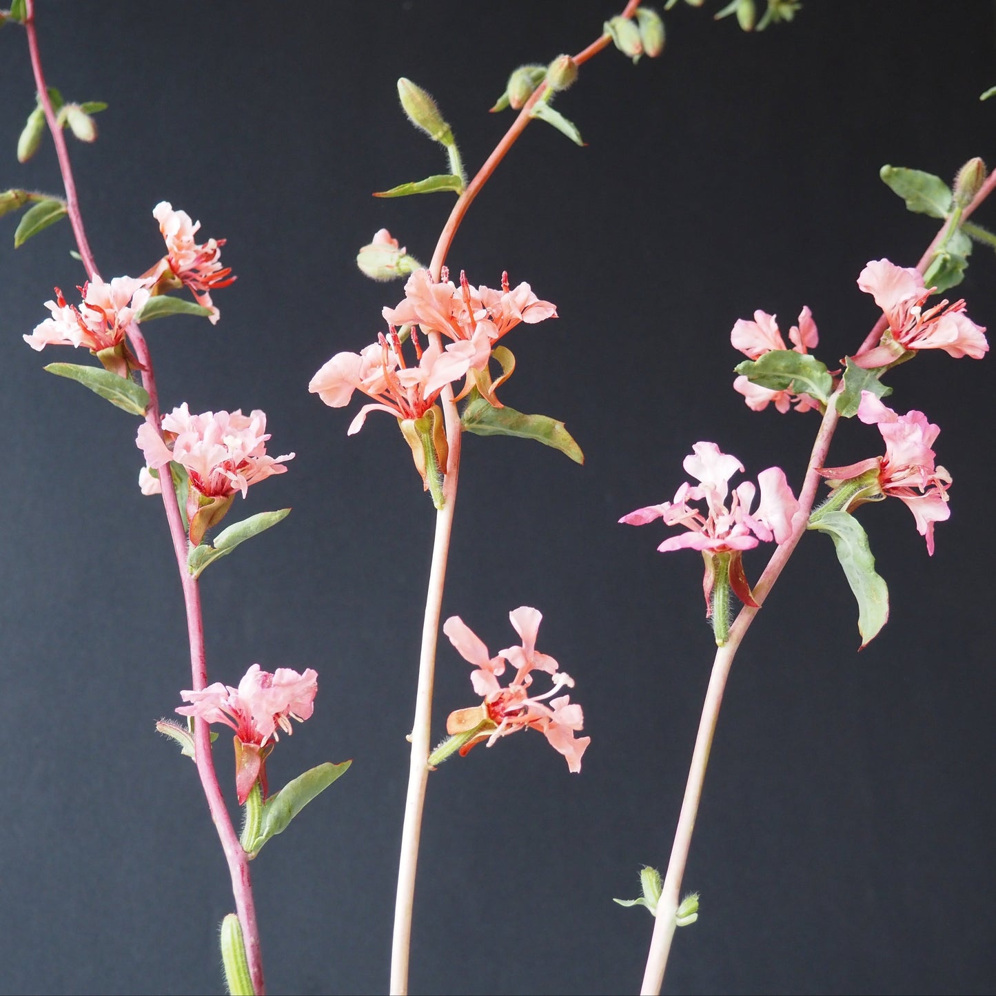 clarkia flower seeds Clarkia ⁃ Organic Seed