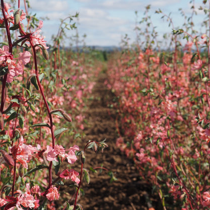 Clarkia ⁃ Organic Seed - Elegant Salmon