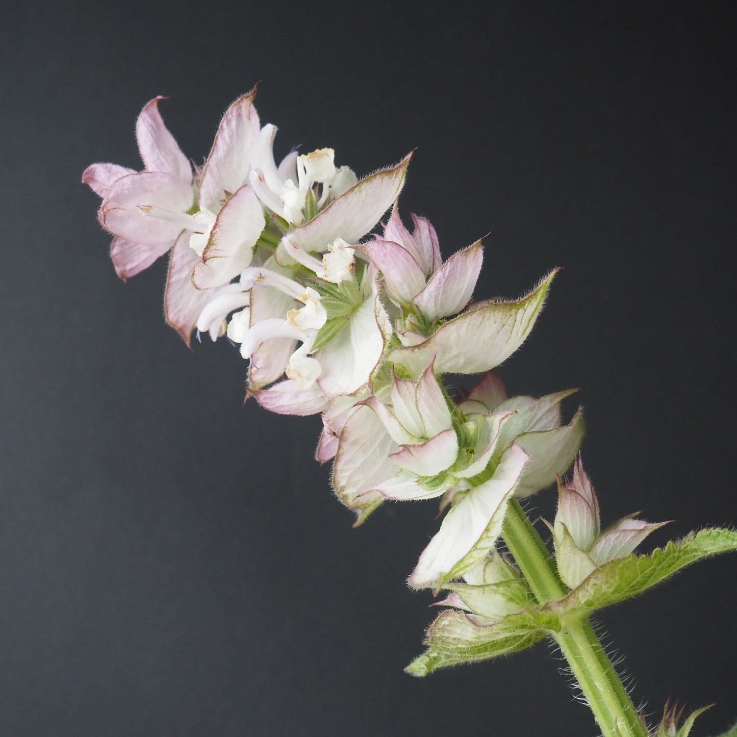 Clary Sage - Clary Sage
