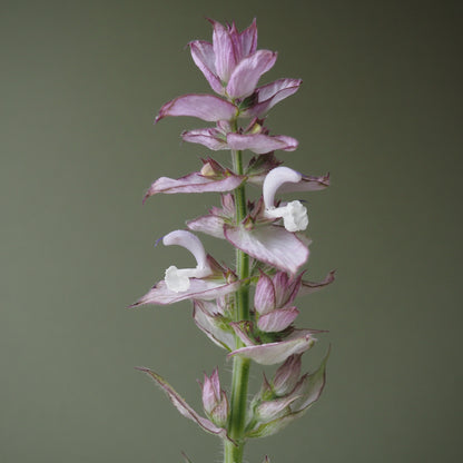 Clary Sage - Clary Sage