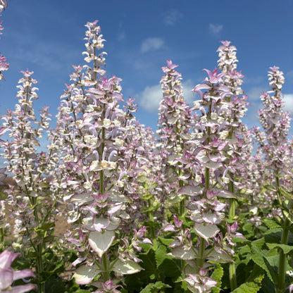 Clary Sage - Clary Sage