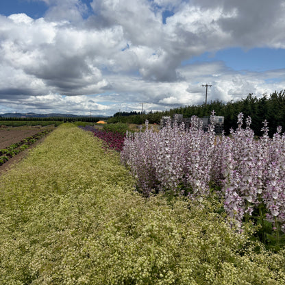Clary Sage - Clary Sage