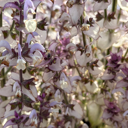 Clary Sage - Clary Sage