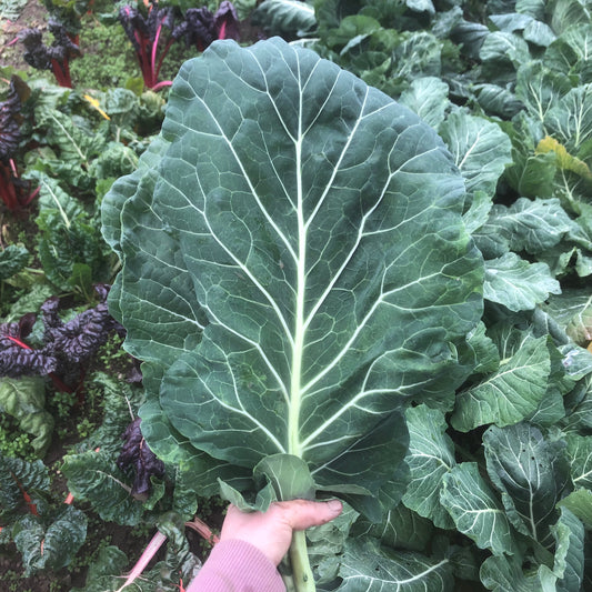 Collards - Champion